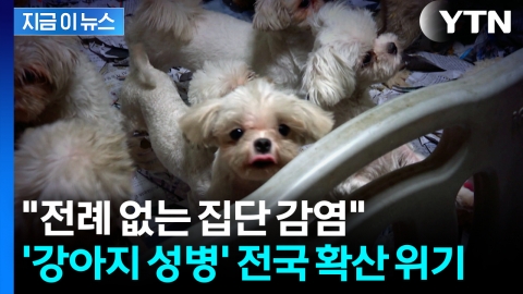 개 번식장에서 '집단 감염' 발생...'강아지 성병' 전국 확산 위기 [지금이뉴스]