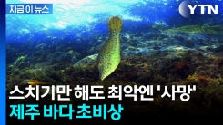 \'복어 독의 20배\'...제주 바다 출현한 물고기 두고 경고 [지금이뉴스]