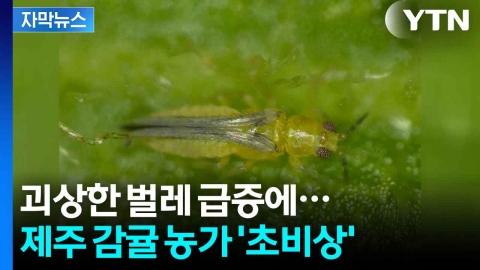 [자막뉴스] 지금 잡지 못하면 초토화...발등에 불 떨어진 제주