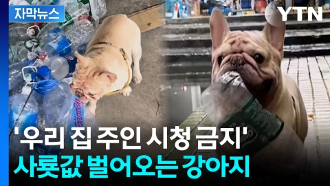 [자막뉴스] 훈련도 안 시켰는데... 평범해 보이는 강아지의 능력
