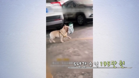 병 모으는 개가 있다?...스타견 '화이트' [앵커리포트]