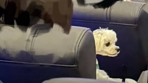 \'애견 카페인줄\'…영화관에 강아지 데려온 관객 논란 