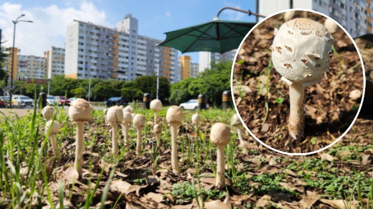 "먹으면 안 돼요" 제주 도심까지 번진 '독버섯'…주민 안전 비상
