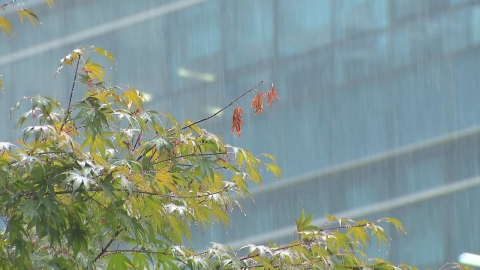 [날씨] 요란한 가을 호우…내일까지 최대 100mm↑
