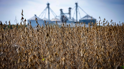 중국의 대두 구매 중단에 미국 농가 비상...아르헨티나산은 대량 구매