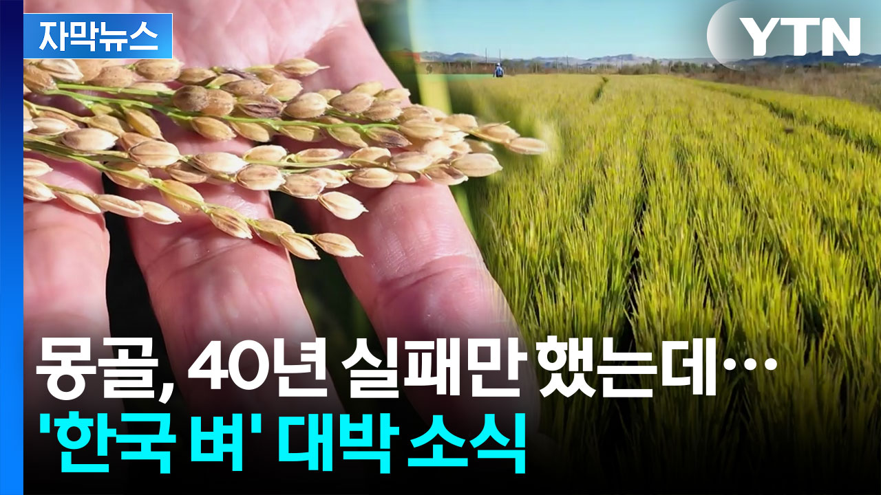 [자막뉴스] '한국 벼' 일냈다!...척박한 몽골서 재배 첫 성공