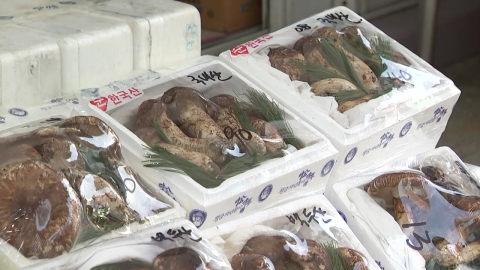 추석 앞둔 가을 송이…1㎏ 145만 원 \'고공행진\'
