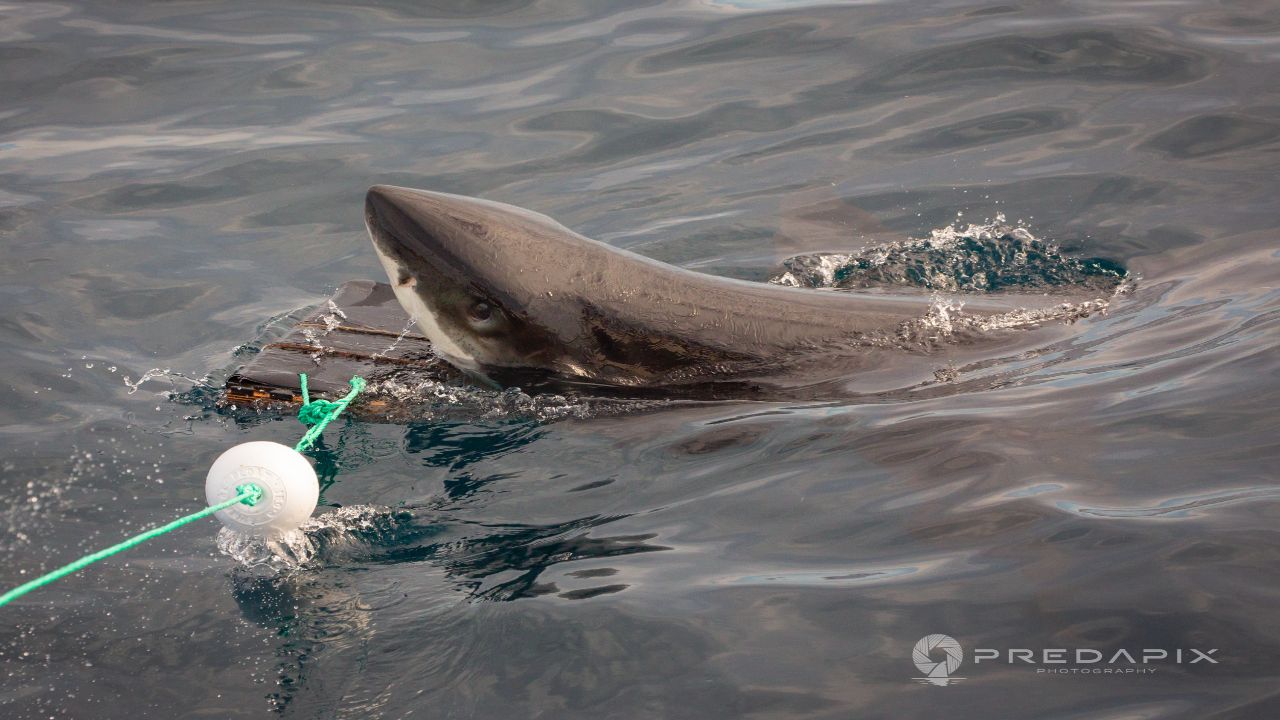 대형 상어가 머리 삼킨 멕시코 학자, 간신히 목숨 건져