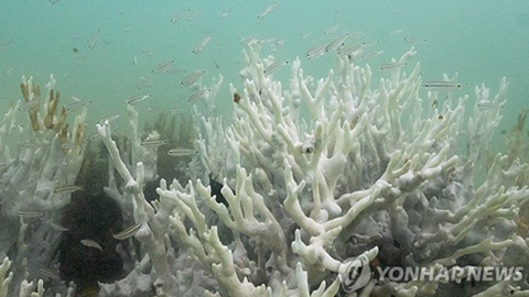고사 위기 산호초..."지구 평균 기온 0.3℃ 더 오르면 멸종"