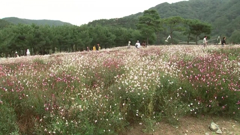 꽃·웃음소리 가득한 솔숲, 구절초 꽃 축제 '북적'