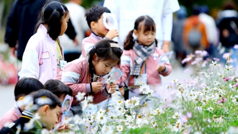 "꽃길만 걷자" 강원 인제 가을꽃 축제 관람객 30만 돌파 성황리 폐막