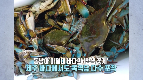 제주 등장한 청색 꽃게..."어서 와, 간장게장은 처음이지?" [앵커리포트]