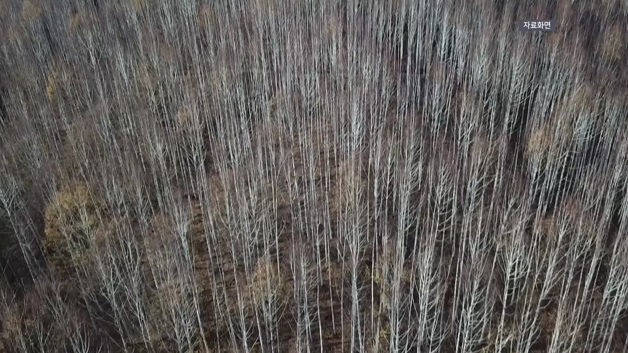 [경북] 경북 영양서 자작나무 달리는 산악마라톤 대회 개최