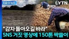 거짓 정보에 \'굴착기까지 등장\'... 하루아침에 150톤 털린 감자밭 [지금이뉴스]