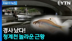 \'그동안 못 보던 건데?\' 청계천 반가운 소식 [지금이뉴스] 