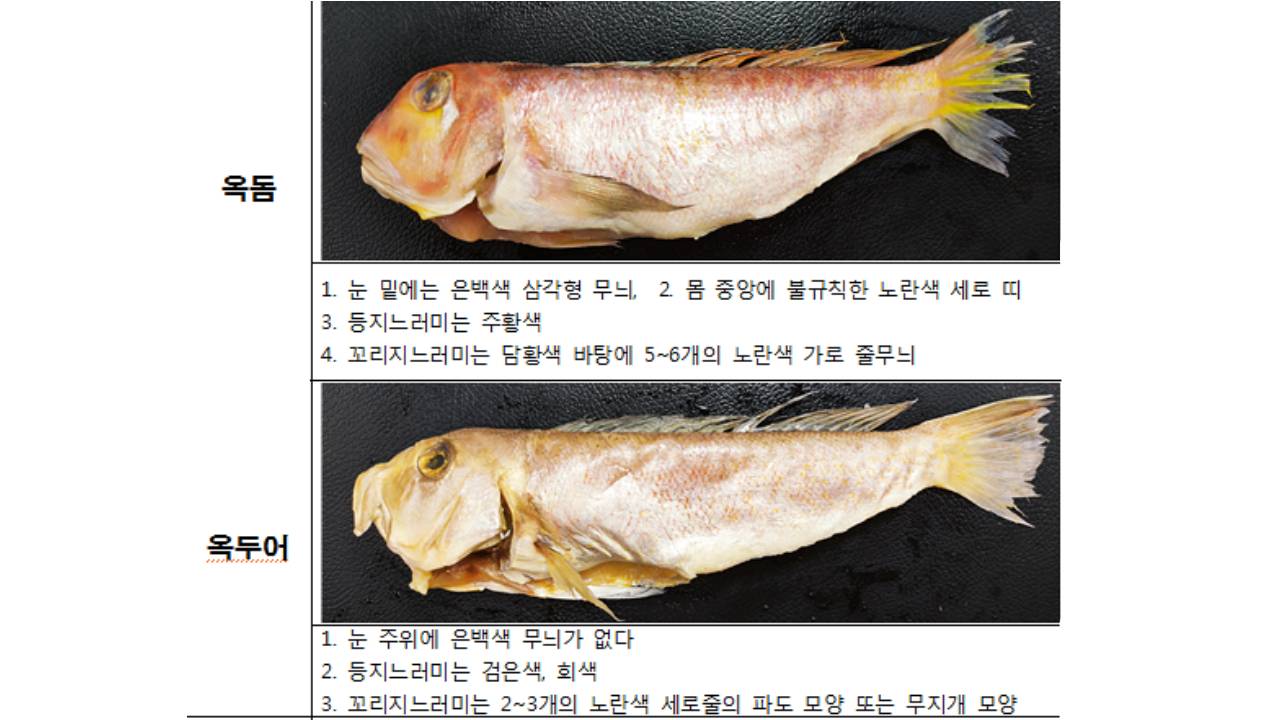 1년 동안 값싼 옥두어 '옥돔'으로 속여판 제주 음식점