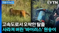 \'바이러스 원숭이\' 21 마리가...아수라장된 美 고속도로 [지금이뉴스]