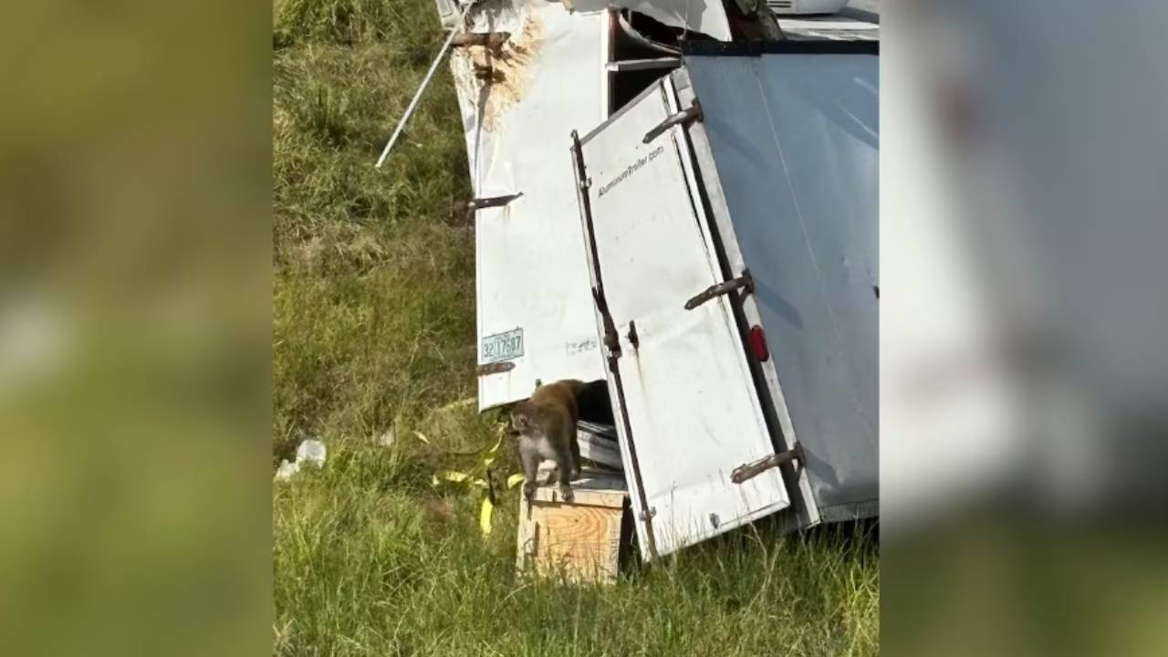 바이러스 감염된 실험실 원숭이들 탈출...대부분 사살돼