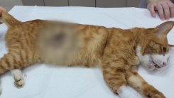 [단독] 경찰, 화살로 고양이 쏜 용의자 특정..."이웃 주민"