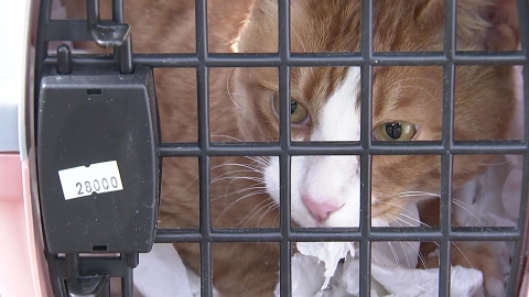 [단독] \'화살 맞은 고양이\' 50대 이웃 입건…통행로 갈등?