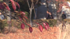 [날씨] 한낮 온화, APEC 경주도 늦가을...출근길 안개 주의