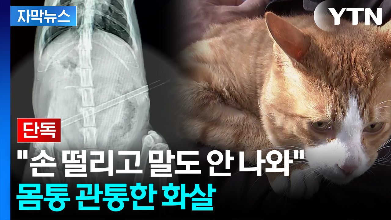[자막뉴스] "강력한 위력"...고양이 몸에 꽂힌 화살에 주인 '경악'