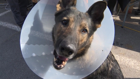 "사람도 경찰견도 이상 무"…APEC 현장 누비는 의료진들