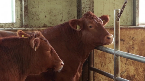 [녹색] 30년 전과 달라진 한우…체중 31%·마블링 33%↑