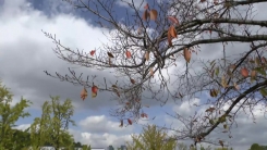 [날씨] 내일 아침까지 '찬 바람'...맑지만 큰 일교차 유의