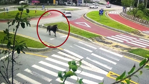 \'회전 교차로 돌고 중앙선 침범까지\'…도심 누빈 말