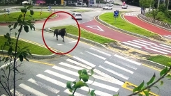 '회전 교차로 돌고 중앙선 침범까지'...도심 누빈 말