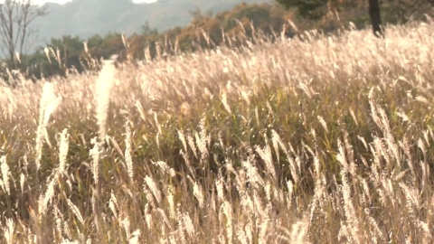 은빛 물결…밀양 사자평 억새밭 가을 정취 \'물씬\'