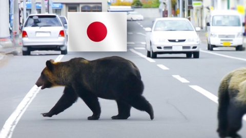 일본 사망자 12명 \'역대 최다\'…곰 소탕에 자위대까지 투입