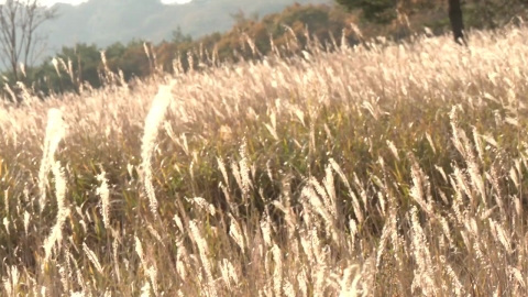 은빛 물결...밀양 사자평 억새밭 가을 정취 '물씬'