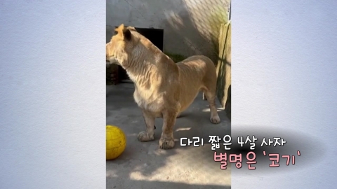 얼굴은 사자, 다리는 고양이? [앵커리포트]