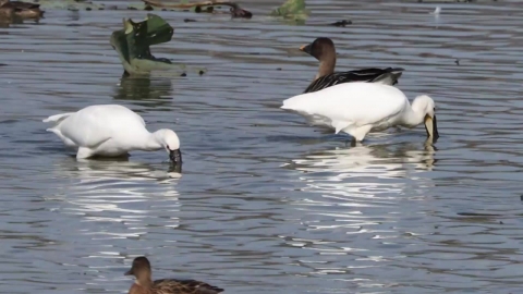 주남저수지 찾은 철새 선발대…예년보다 1주일 빨라