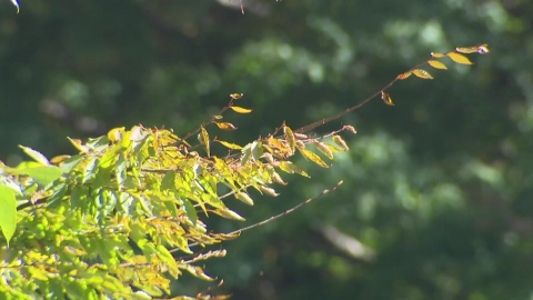 한라산 단풍 또 \'지각\'…"기후 변화가 원인"