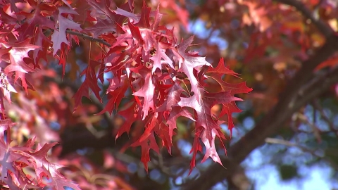 [날씨] 휴일 온화한 늦가을...오후부터 찬바람, 내일 초겨울