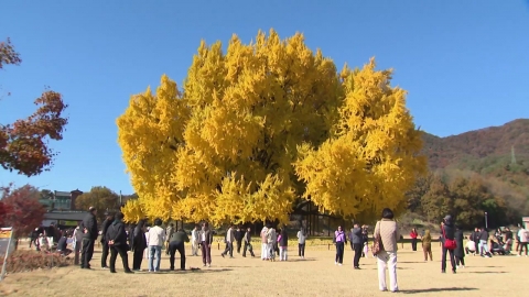 "감동이 물결처럼…", 단풍 절정 맞은 1,300살 은행나무