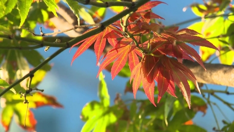 [출근길 YTN 날씨 11/13] 고사장 가는 길, 날씨는?…큰 일교차·내륙 안개 유의