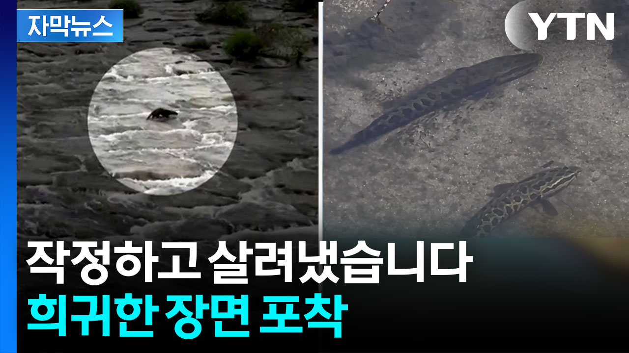 [자막뉴스] 악취 진동했던 원주천...깜짝 놀랄 근황