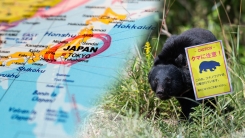 지금 일본 가도 되나요?...주택가 나무 위에 곰이 버젓이 [Y녹...