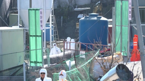 충북 영동 가금 농가 고병원성 AI 발생…매몰 처분