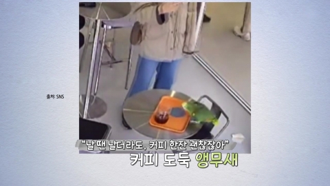 \'주인 잃고 날아와\'…커피 도둑, 범인은 \'앵무새\' [앵커리포트]
