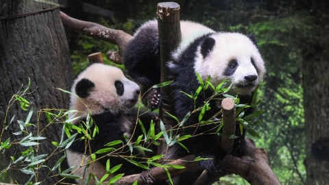 일본 '제로 판다' 위기...'중일 갈등' 속 도쿄 쌍둥이 판다 주목