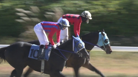 [주간 경마] 에이스하이, 올가을 최고 여왕에 등극