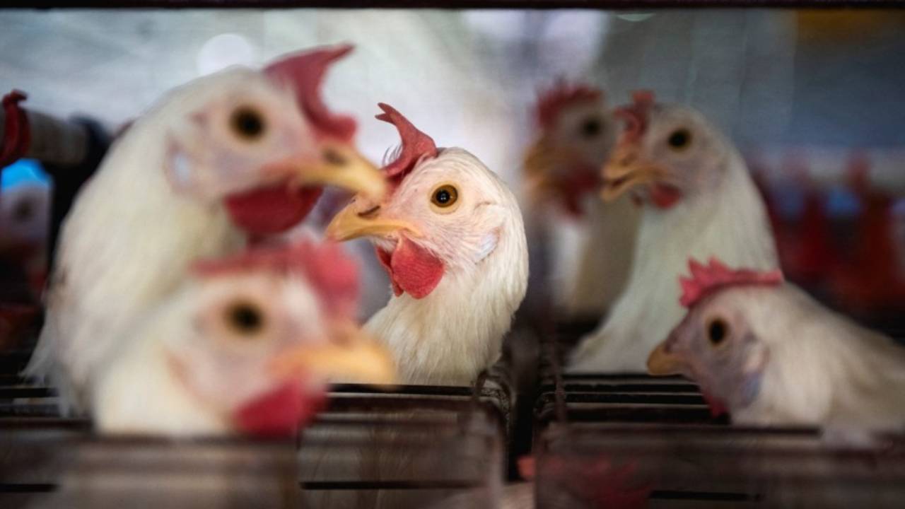 '집에서 가금류 키운 고령자'...조류독감 변종 첫 감염자 사망