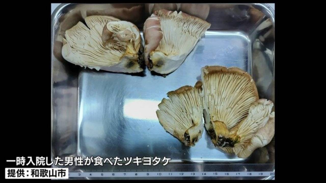 "식용 버섯입니다" 日 남성, AI 믿고 독버섯 먹어 입원