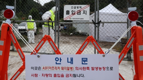 충남 당진서 아프리카돼지열병 발생…1천4백 마리 매몰처분