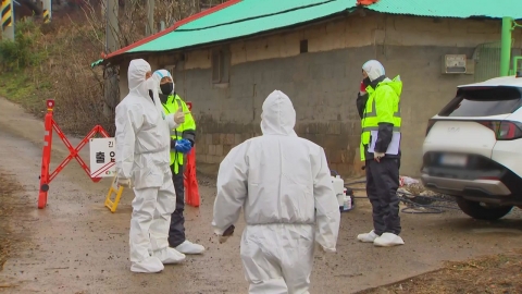 국내 최대 양돈 사육지 충남서 아프리카돼지열병 발생